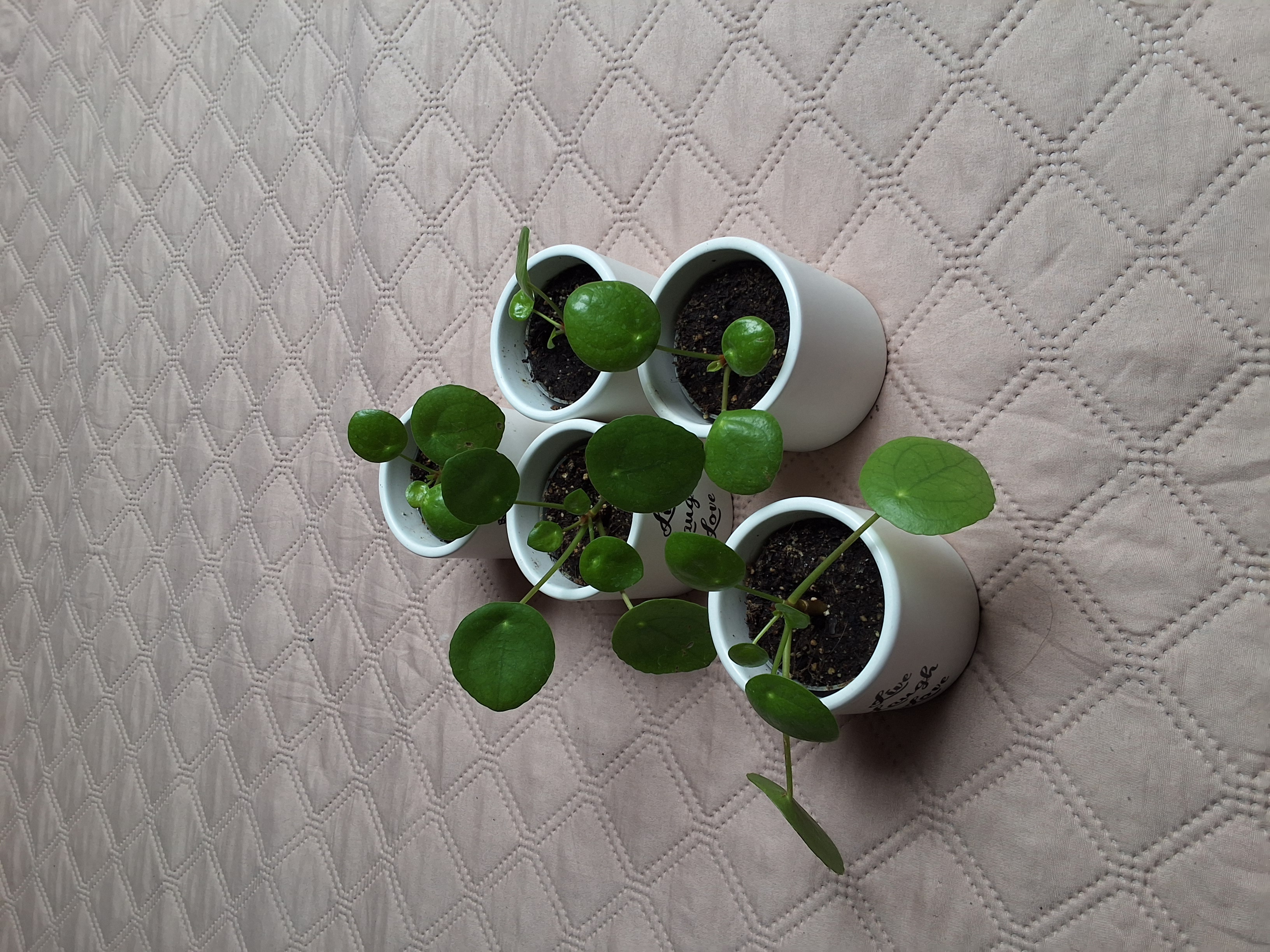 Pilea peperomioides Diels Image 1